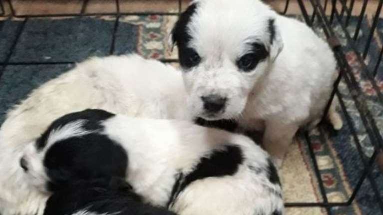 Λιβαδειά: Πρόστιμο 51.000 ευρώ σε 58χρονο που είχε  δεμένα κουτάβια μεταξύ τους από τον λαιμό