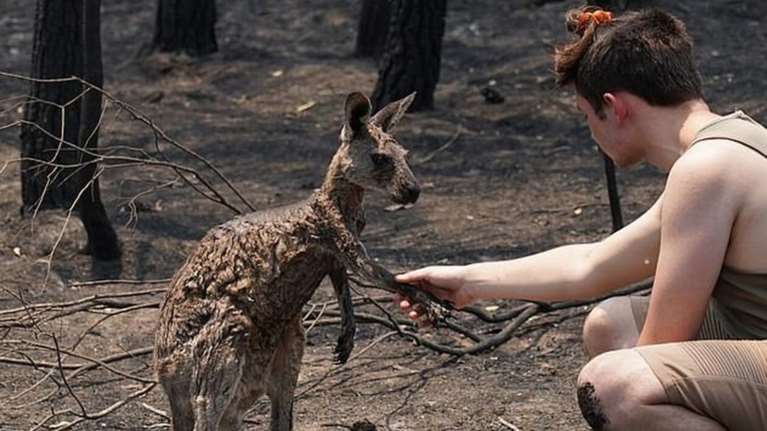 Συγκίνηση στην Αυστραλία: Καγκουρό ζητά βοήθεια από παιδί