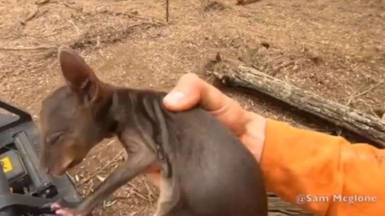 Συγκίνηση: Πυροσβέστης σώζει μωρό-καγκουρό στην Αυστραλία [βίντεο]