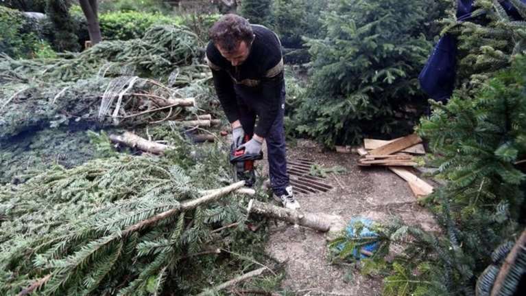 Πάνω από 25.000 φυσικά έλατα πουλήθηκαν τις γιορτές