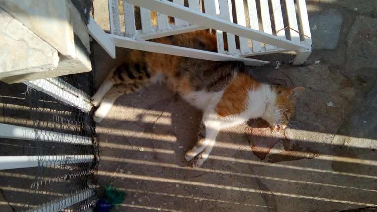 Λάρισα: Πήραν 15 γάτες από σπίτι με εισαγγελική διάταξη