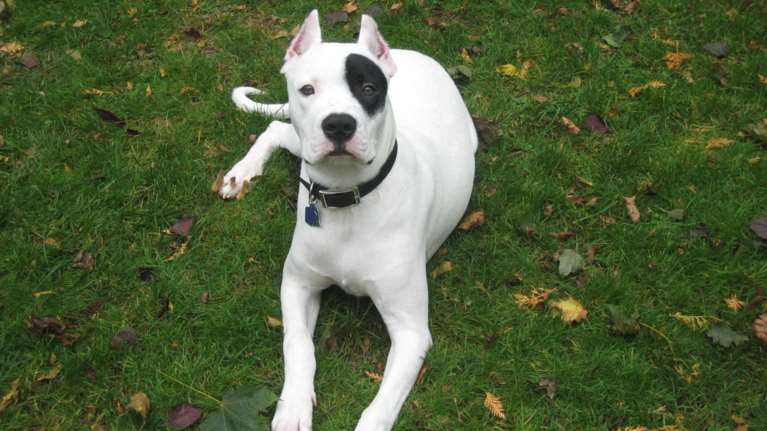 Αποκάλυψη από τον σύζυγο για τη γυναίκα του και τον σκύλο