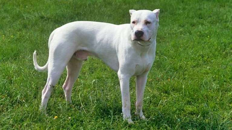 Σοκάρει το πόρισμα για τον θάνατο 70χρονης από τον σκύλο