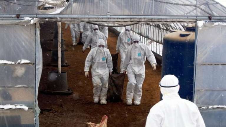 Ανησυχία: Γρίπη των πτηνών σε Κροατια, Ρουμανία, Σλοβακία