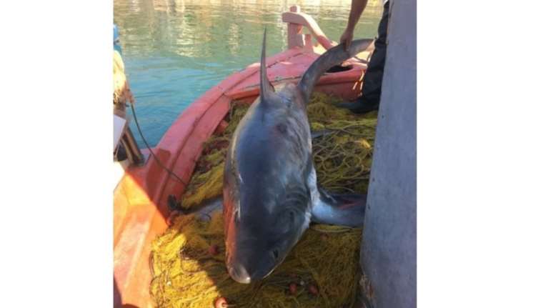 Έπιασαν καρχαριοειδές 4 μέτρων και 100 κιλών στον Παγασητικο [βίντεο]