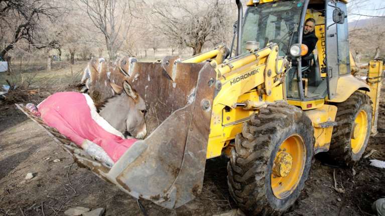 Εικόνα-σοκ στην Τουρκία: Τραυματίας γάιδαρος μεταφέρεται με εκσκαφέα