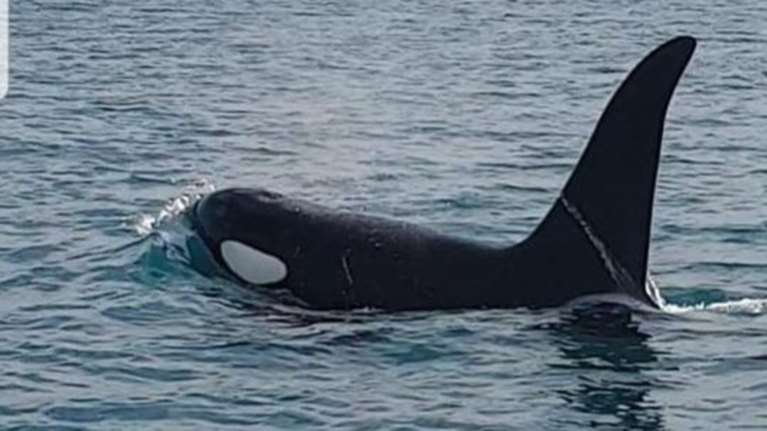 Απίστευτο: Εντόπισαν Όρκα ανοικτά της Κύπρου - Βίντεο