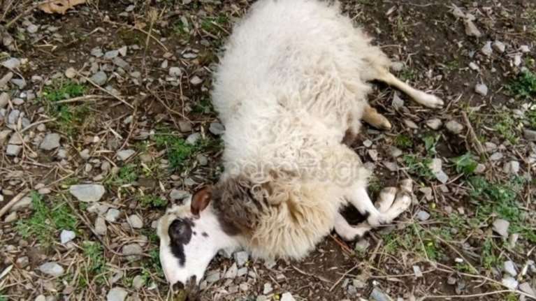 Κτηνωδία στα Χανιά: Κτηνοτρόφος βρήκε νεκρά πολλά από τα ζώα του