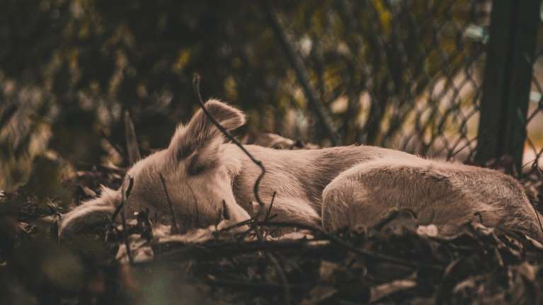 Φόλες στο Αττικό Άλσος: Νεκρά αδέσποτα ενώ πολλά αγνοούνται-Σκληρές Εικόνες