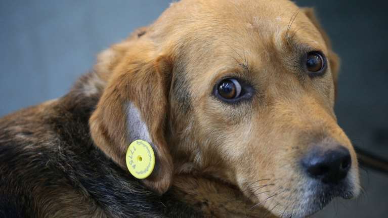 Βουλευτής σε συνταξιούχο: Πούλα τον σκύλο σου &amp; πλήρωσε το φυσικό αέριο