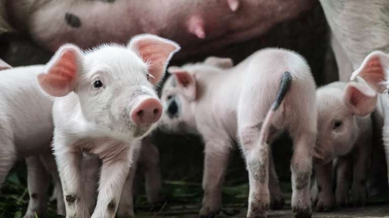 Αφρικανική πανώλη χοίρων-Σέρρες:Εντολή να διερευνηθεί πως μεταδόθηκε ο ιός