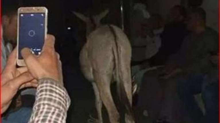 Viral ο άνδρας που έβαλε γάιδαρο σε βαγόνι τρένου στην Αίγυπτο!