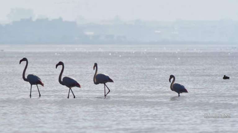 Οι πρώτες αφίξεις πανέμορφων φλαμίνγκο στο Ναύπλιο [βίντεο]