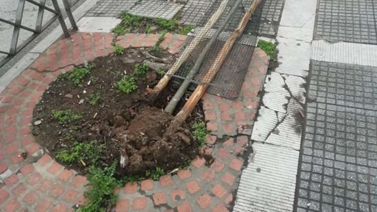 Απίστευτο: Ξερίζωσαν δέντρα που μόλις είχαν φυτευτεί στην Τσιμισκή