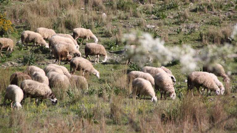 Το Ευρωπαϊκό Δικαστήριο απαλλάσσει την Ελλάδα από πρόστιμο 302 εκατ. ευρώ
