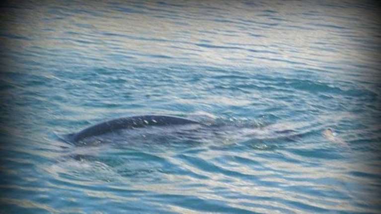 Η χαριτωμένη φώκια βγήκε βόλτα στο λιμάνι της Σύρου