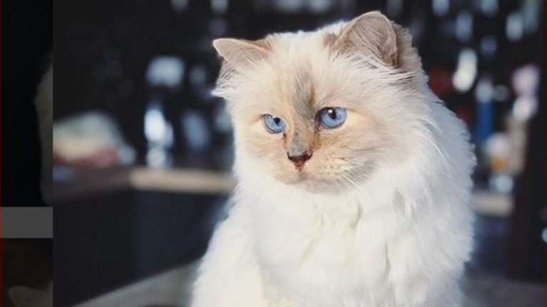 Tι κάνει η γάτα του Λάγκερφελντ ένα χρόνο μετά το θάνατό του