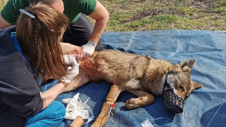 Απίστευτη διάσωση λύκαινας που είχε κρεμαστεί σε λόγχη (βίντεο-φωτό)