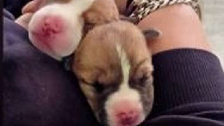 Νέα Ιωνία: 69χρονη πέταξε τέσσερα κουταβάκια στα σκουπίδια - Πώς έφτασαν στη γυναίκα - Βίντεο ντοκουμέντο