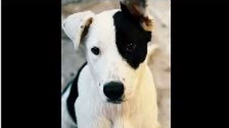 Η Sunny δεν μπορεί να μας ακούσει κι αυτό δεν της είναι εμπόδιο - Είναι ένα πανέμορφο φωτεινό πλάσμα