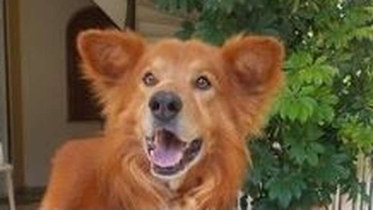 Ο Χάτσι είναι δέκα χρονών και έζησε από κουτάβι με τον άνθρωπό του -  Δεν έχει απαιτήσεις μόνο μια επιθυμία