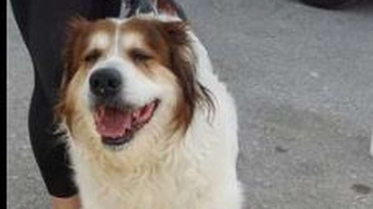 Είναι γεράκος, τον πέταξαν σαν σκουπίδι, πάνω στην εθνική και απλά περίμενε να γυρίσουν - Τρώει ελάχιστα και κλαίει