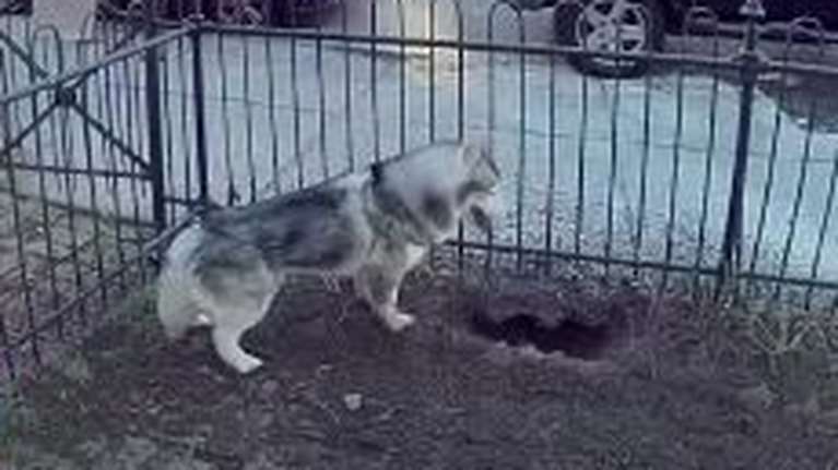 Χάσκι έσωσε τη γειτονιά του: Εντόπισε διαρροή αερίου που θα μπορούσε να προκαλέσει έκρηξη