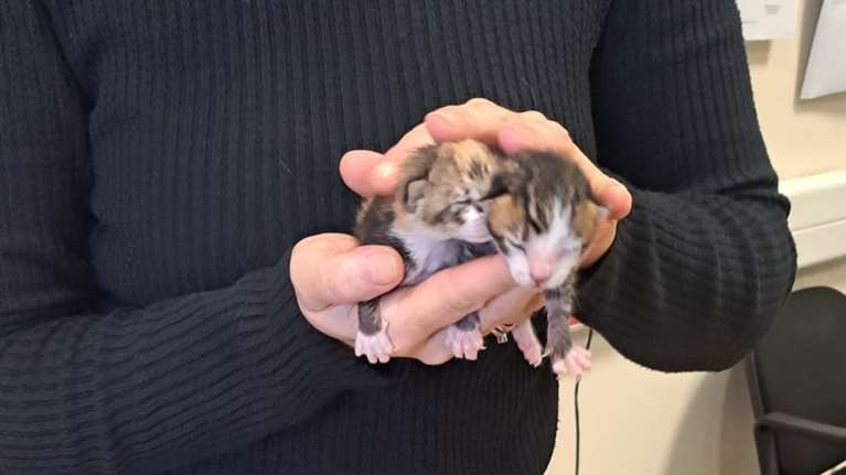 Βόλος: 120.000€ πρόστιμο σε ηλικιωμένη που πέταξε νεογέννητα γατάκια στα σκουπίδια