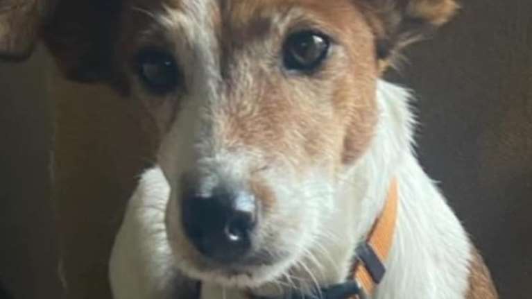 Η Τζάκυ: Ιδιότροπη - όχι,  Κυκλοθυμική - όχι,   Ζωηρή - όχι,  Ξεροκέφαλη - όχι,  Πεισματάρα -όχι,  Ενοχλητική - όχι