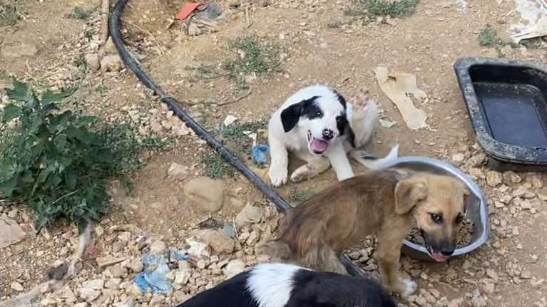 Νέο κολαστήριο σε &quot;καταφύγιο&quot; για σκύλους στην Φιλιππιάδα – Εικόνες ντροπής [βιντεο]