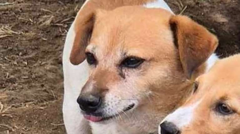 Αυτό το αστέρι το εγκατέλειψαν, ο Linus αναζητά την παντοτινή του οικογένεια, αγκάλιασε τον