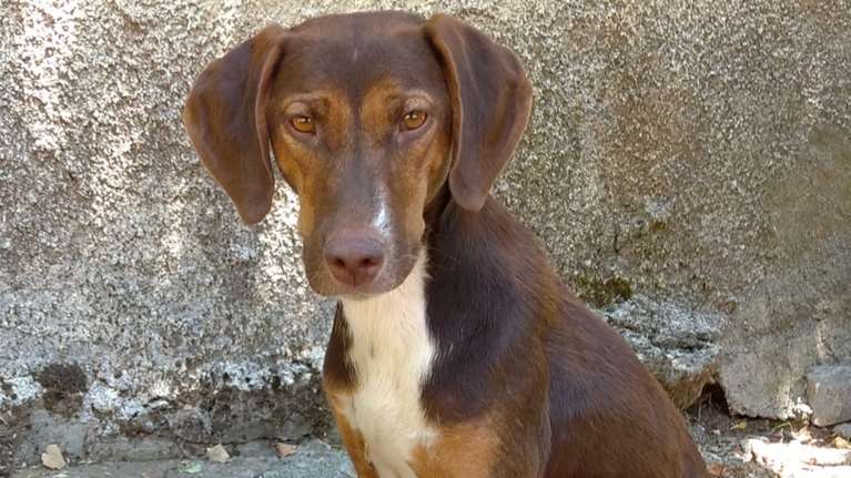 Εμφανίστηκε όπως &quot;εμφανίζονται&quot; όλα τα κυνηγόσκυλα από το πουθενά: Πέρασε απίστευτο άγχος, γυρνώντας σε πανικό, ψάχνοντας αυτό που είχε... χάσει