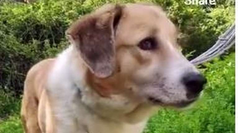 Η Ήρα περνούσε όλη την ημέρα μόνη της μέσα σε κένελ - Δεν πήγαινε ούτε για ένα χάδι. Ένα κουβαράκι ήταν κάθε φορά