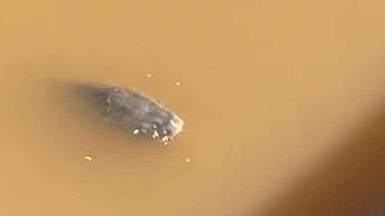 Πλημμύρες στη Λάρισα: Ψάρια κολυμπούν στα λασπόνερα μέσα στην πόλη [βίντεο]