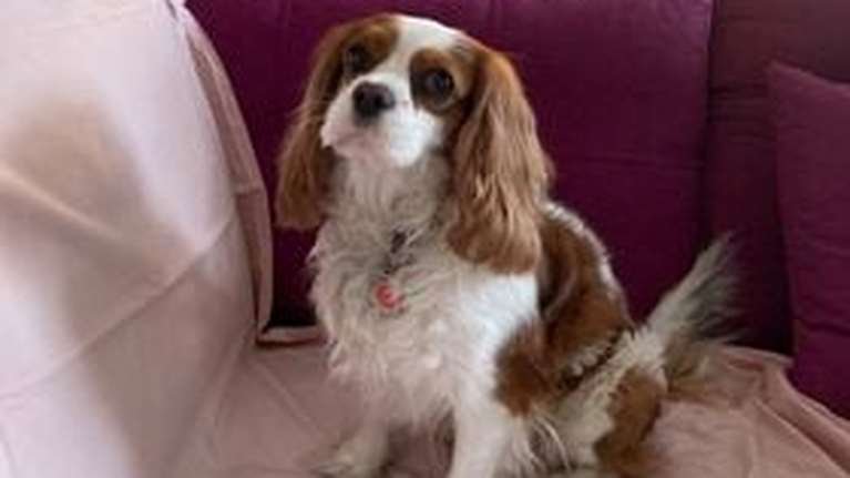 Ιωάννινα: Σκότωσε τον σκύλο της ανιψιάς του μπροστά στα μάτια της