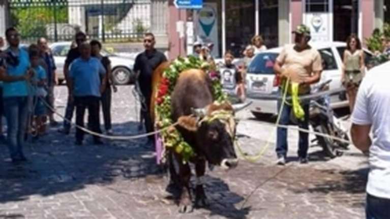 Έθιμο της Σφαγής του Ταύρου στη Λέσβο: Δεν υπάρχουν άλλοι τρόποι να τιμηθούν οι παραδόσεις χωρίς τη θυσία ζώων;
