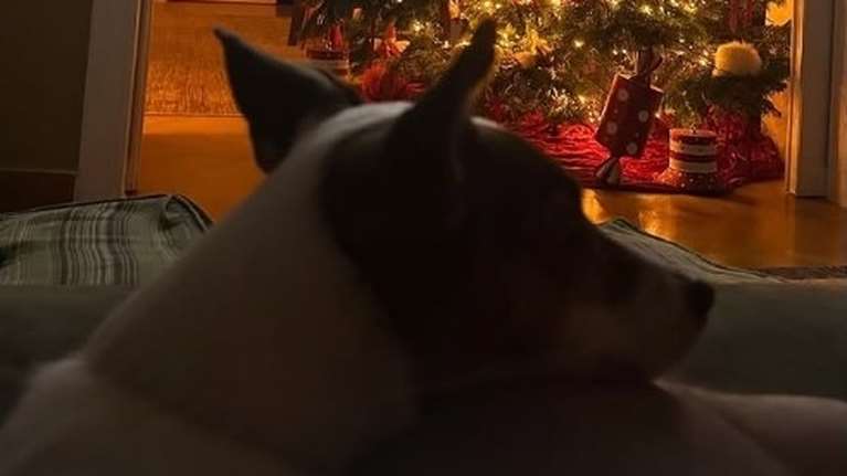 Μπαλατσινού - Κικίλιας: Θαλπωρή με χριστουγεννιάτικη ατμόσφαιρα για τη Lucky, τη σκυλίτσα της οικογένειας