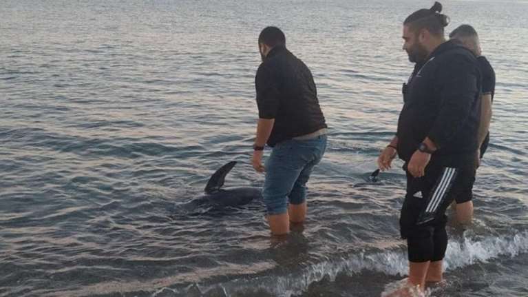 Κρήτη: Μικρή φάλαινα έχασε τον προσανατολισμό της και βγήκε σε παραλία