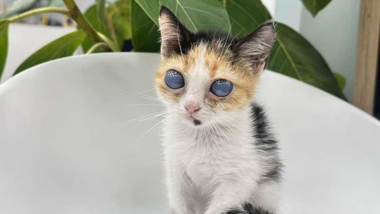 Η Μπιζού είναι ένα τυφλό γατάκι - Ένας άγγελος χωρίς ματάκια