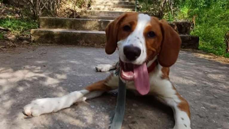 Ο κούταβος, από το πάρκο κυκλοφοριακής αγωγής στο Χαλάνδρι: Κάποιος τον παράτησε λίγες ημέρες πριν το Πάσχα