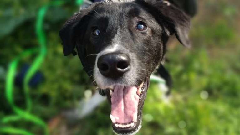 Ο Φοίβος ένας αληθινός θησαυρός αγάπης και καλοσύνης - Είναι από εκείνα τα πλάσματα που δεν ξεχνάς