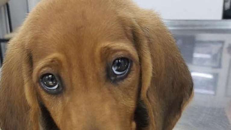 Σώστε ένα αδεσποτάκι: Τη χώρισαν από τη μαμά της και την πέταξαν - Πώς ν&#39; αντισταθείς σε αυτό το βλέμμα