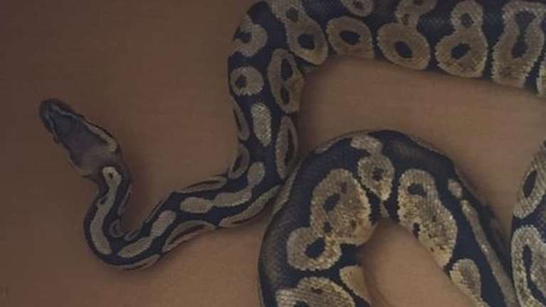 Απίστευτο: Κάτοικοι στην Αγία Παρασκευή βρήκαν... πύθωνα στο σαλόνι του σπιτιού τους