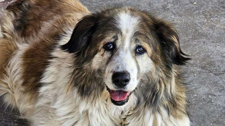 Η Σούζι ψάχνει σπίτι με... πρωινό, δεκατιανό, μεσημεριανό, κολατσιό και βραδινό - Δεν είναι σκύλος είναι ιδέα