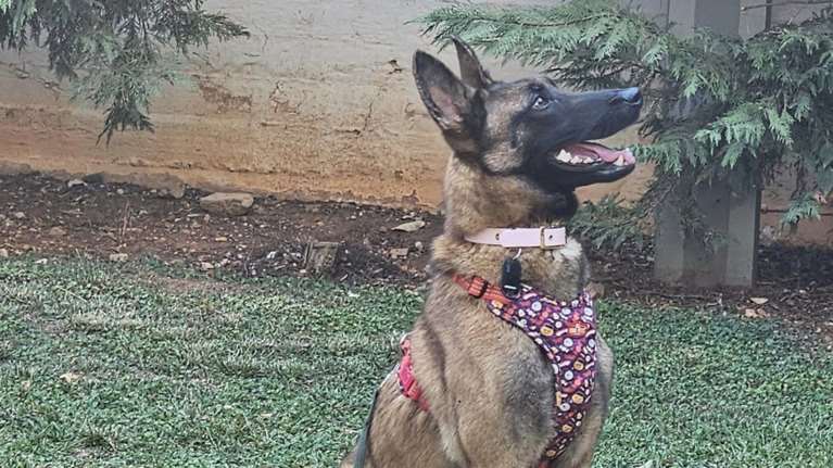 H ιστορία της Λουκίας από το Save a Greek Stray -  Με το που έβλεπε ή άκουγε άνθρωπο εξαφανιζόταν