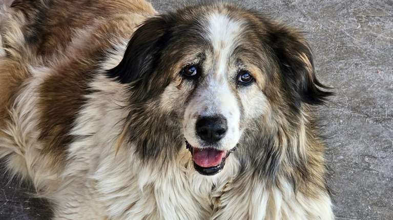 Η ζωή είναι τέλεια, απολαύστε φαγητό και χάδια: Αυτή είναι η Σούζι,  τα μάτια της τα υπέροχα, τα πάχη της τα κάλη της, η ομορφιά της