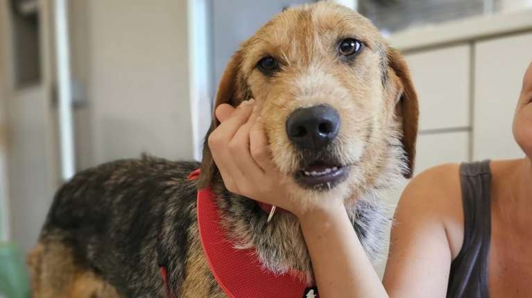 Ο Γουίλι πείνασε, πόνεσε, έμεινε μόνος του, ξεχασμένος και απίστευτα τρομαγμένος στο δημοτικό κυνοκομείο Τρίπολης