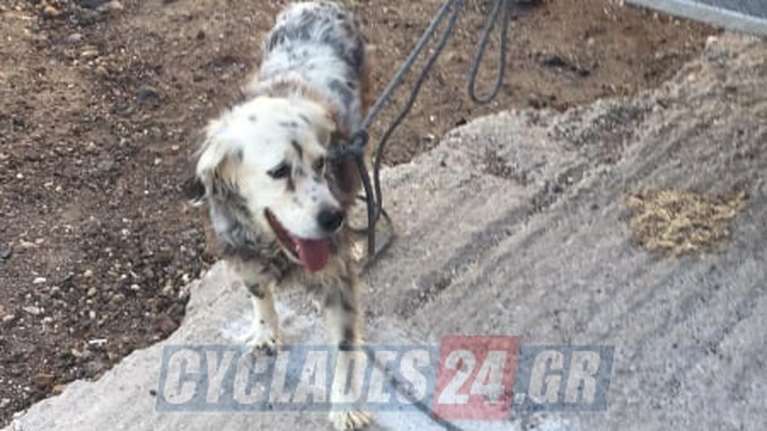 Σαντορίνη: Συγκινητική διάσωση σκύλου στην "Κόκκινη Παραλία" [εικόνα]