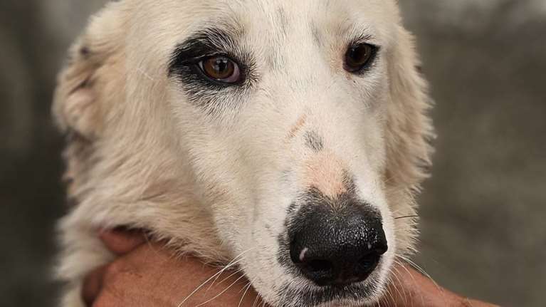 SGS: Οσο ταΐζαμε τη Σαντιγί ήταν μια χαρά - Ο λόγος που μετριούνται τα κόκαλά της είναι η έλλειψη τροφής στο Κυνοκομείο Τρίπολης