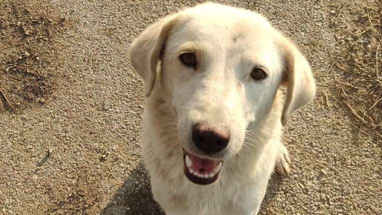 Σώστε ένα αδεσποτάκι: Με αυτόν τον τύπο που γλίτωσε από δυο πλημμύρες λυγίζουν και οι πιο σκληροί